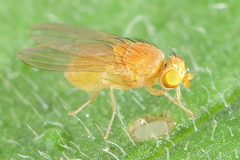 Poecilominettia puncticeps