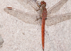 Crocothemis divisa