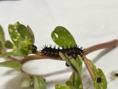 Hypolimnas misippus