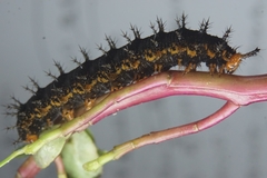 Hypolimnas misippus
