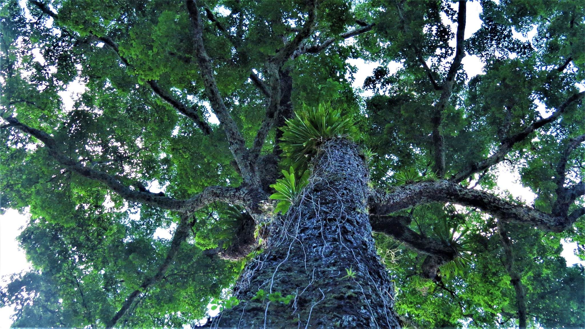 Caryocar amygdaliferum