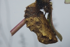 Hypolimnas misippus