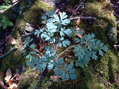 Capnoides sempervirens
