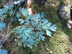 Capnoides sempervirens