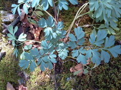 Capnoides sempervirens