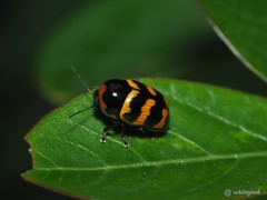 Cryptocephalus trifasciatus