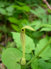 Aristolochia lutea