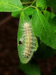 Melanis electron