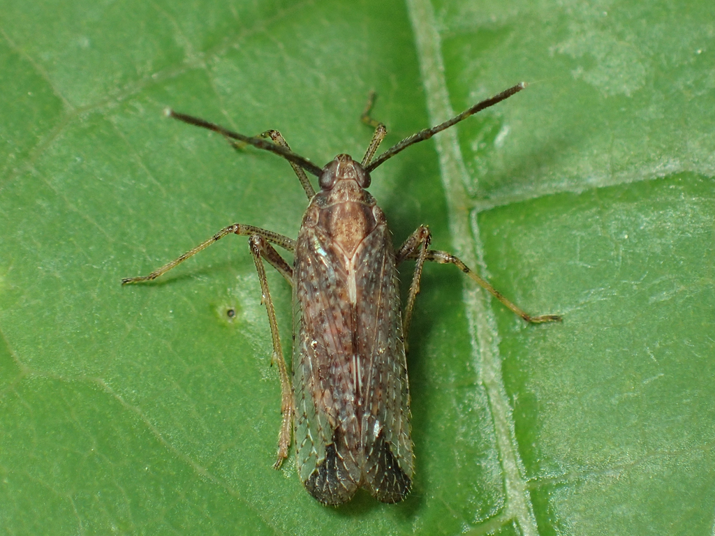 Copicerus irroratus