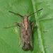 Copicerus irroratus - Photo (c) John P. Friel Ph.D., some rights reserved (CC BY), uploaded by John P. Friel Ph.D.