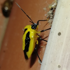 Arocera aequinoxialis