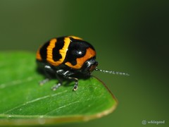 Cryptocephalus trifasciatus