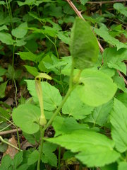 Aristolochia lutea