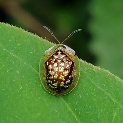 Cteisella