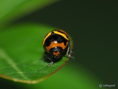 Cryptocephalus trifasciatus