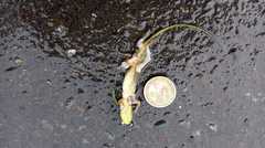 Anolis chloris