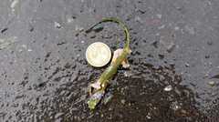 Anolis chloris