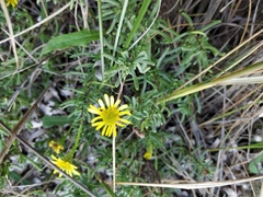 Limbarda crithmoides longifolia