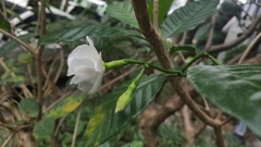 Tabernaemontana divaricata