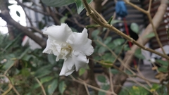 Tabernaemontana divaricata