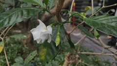 Tabernaemontana divaricata