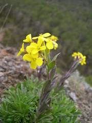 Alyssoides utriculata