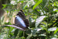 Morpho helenor achillaena