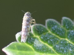 Eupteryx decemnotata