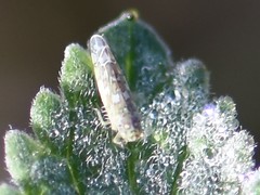 Eupteryx decemnotata