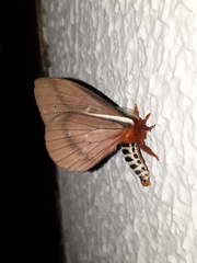 Cerodirphia apunctata