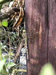 Pinheyschna subpupillata