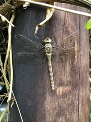 Pinheyschna subpupillata