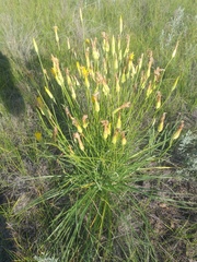 Pseudopodospermum strictum