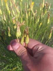 Pseudopodospermum strictum