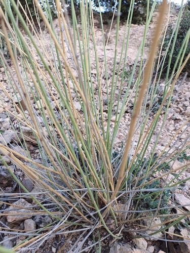 Image of Deverra scoparia by (c) Mehdi Chetibi, some rights reserved (CC BY)