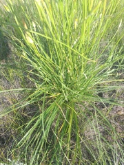 Pseudopodospermum strictum