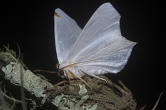 Sericoptera virginaria