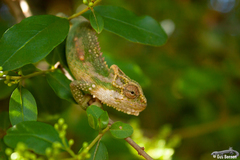 Bradypodion thamnobates
