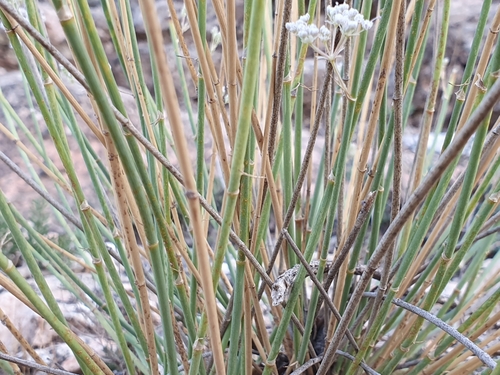Image of Deverra scoparia by (c) Mehdi Chetibi, some rights reserved (CC BY)