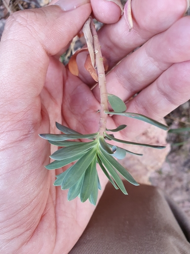 Euphorbia nicaeensis image