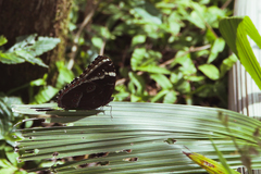 Morpho helenor achillaena