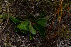 Mairia coriacea