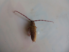 Elaphidion spinicorne