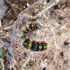 Psilogaster algeriensis