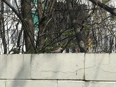 Passer domesticus