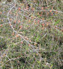 Coprosma cheesemanii