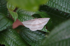 Heteralex rectilineata