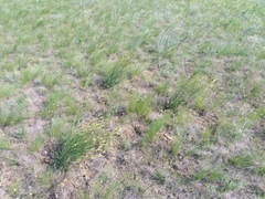 Pseudopodospermum strictum