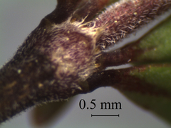 Coprosma cheesemanii