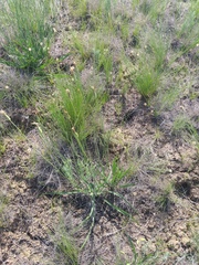 Pseudopodospermum strictum